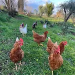 Merula Antica Dimora Agricola