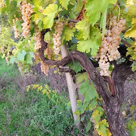 Merula Antica Dimora Agricola * Canonica (Via Francigena)