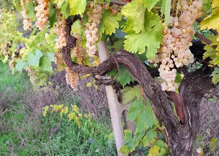 Merula Antica Dimora Agricola * Canonica (Via Francigena)